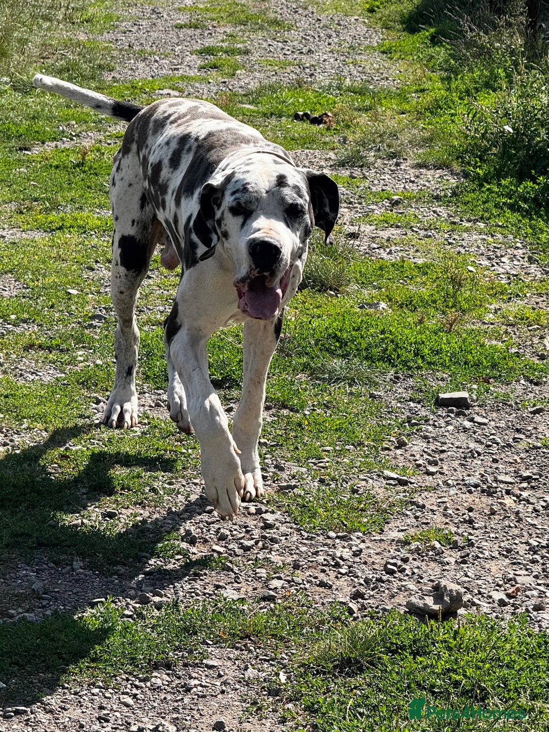 Great Dane dogs for sale: Great Dane Puppy 1 - ⭐️ kc reg Harliquin male looking for new home ⭐️ - Image 1