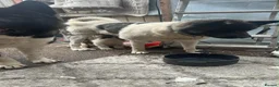 Akita dogs for sale: Akita  - Advert 4