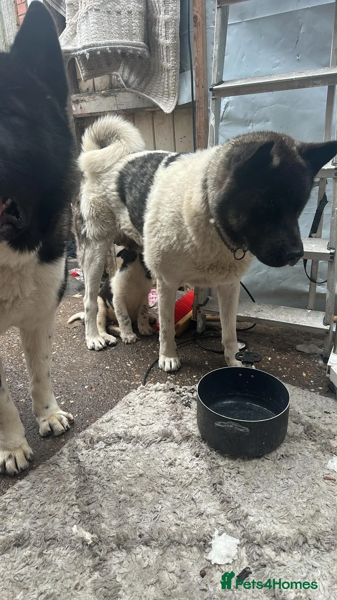 Akita dogs for sale: Akita  - Advert 4