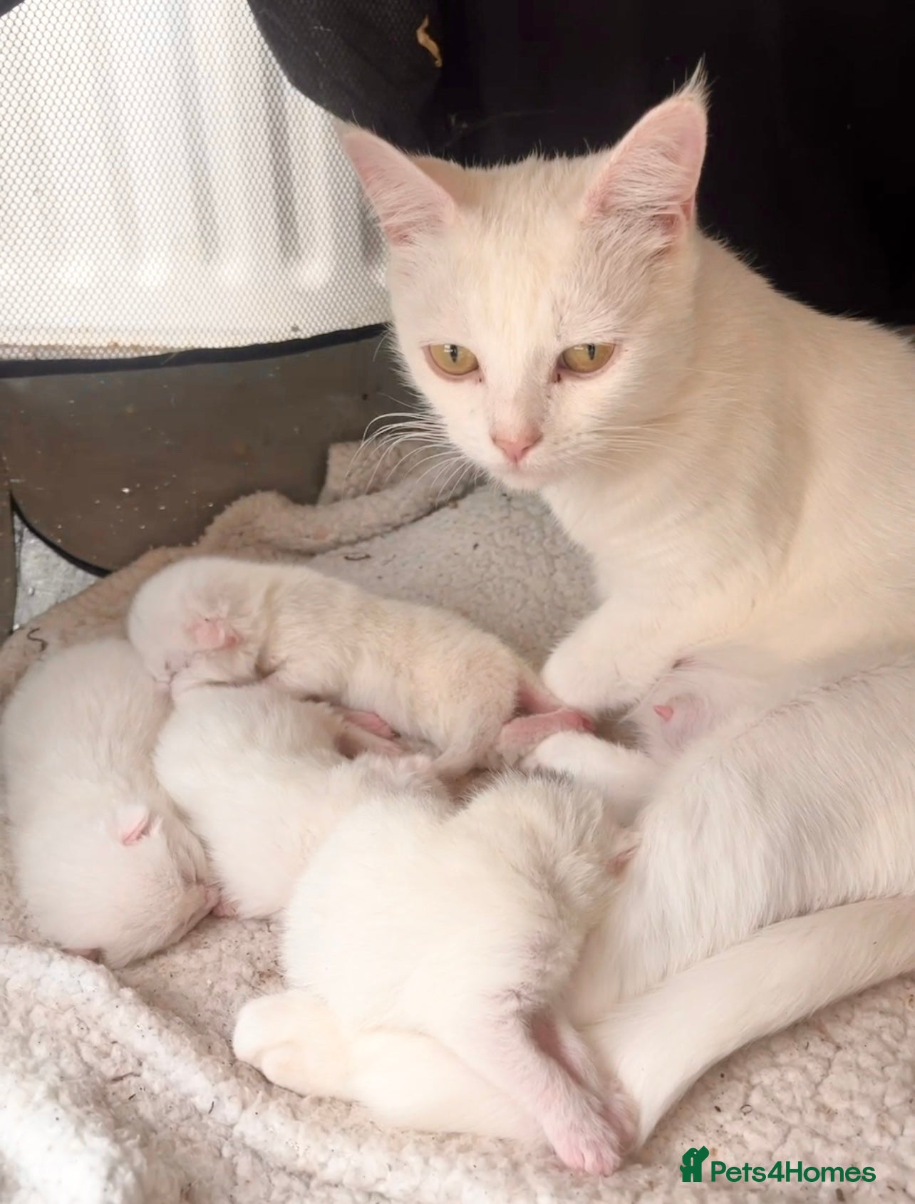 Mixed Breed cats Beautiful Turkish Angora X Fluffy Tabby Kittens - Advert 2