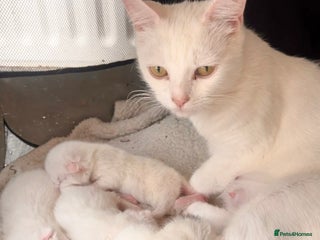 Mixed Breed cats Beautiful Turkish Angora X Fluffy Tabby Kittens - Advert 1