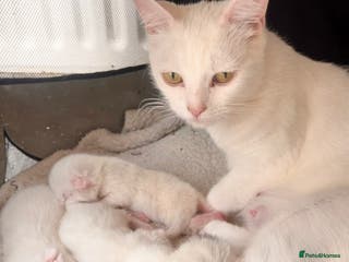 Mixed Breed cats Beautiful Turkish Angora X Fluffy Tabby Kittens - Advert 13