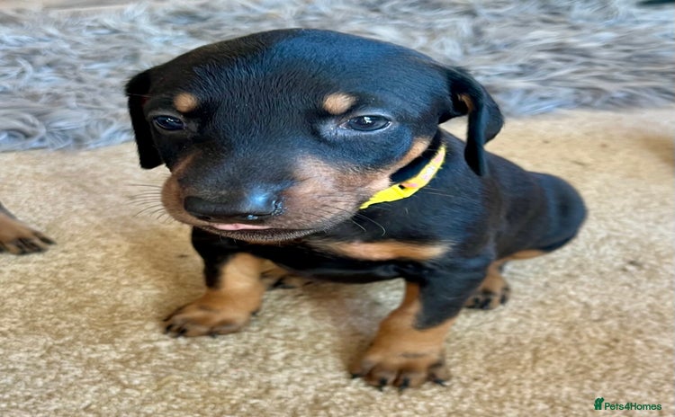 Dobermann dogs KC health tested Doberman puppies - Advert 4