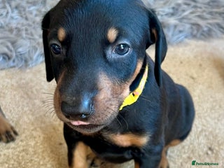 Dobermann dogs KC health tested Doberman puppies - Advert 8