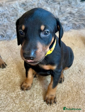 Dobermann dogs KC health tested Doberman puppies - Advert 4