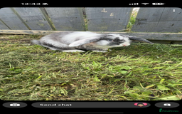 Lionhead rabbits for sale: Male and female rabbits  - Image 5