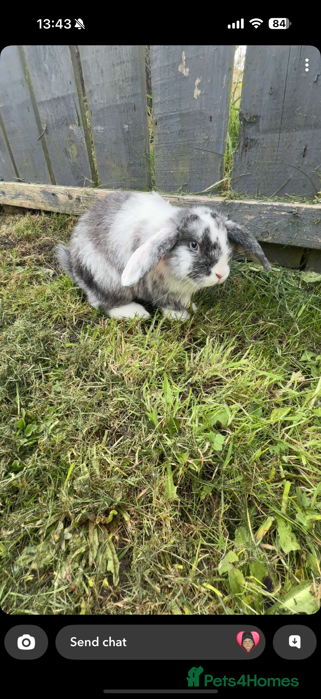 Lionhead rabbits for sale: Male and female rabbits  - Image 5