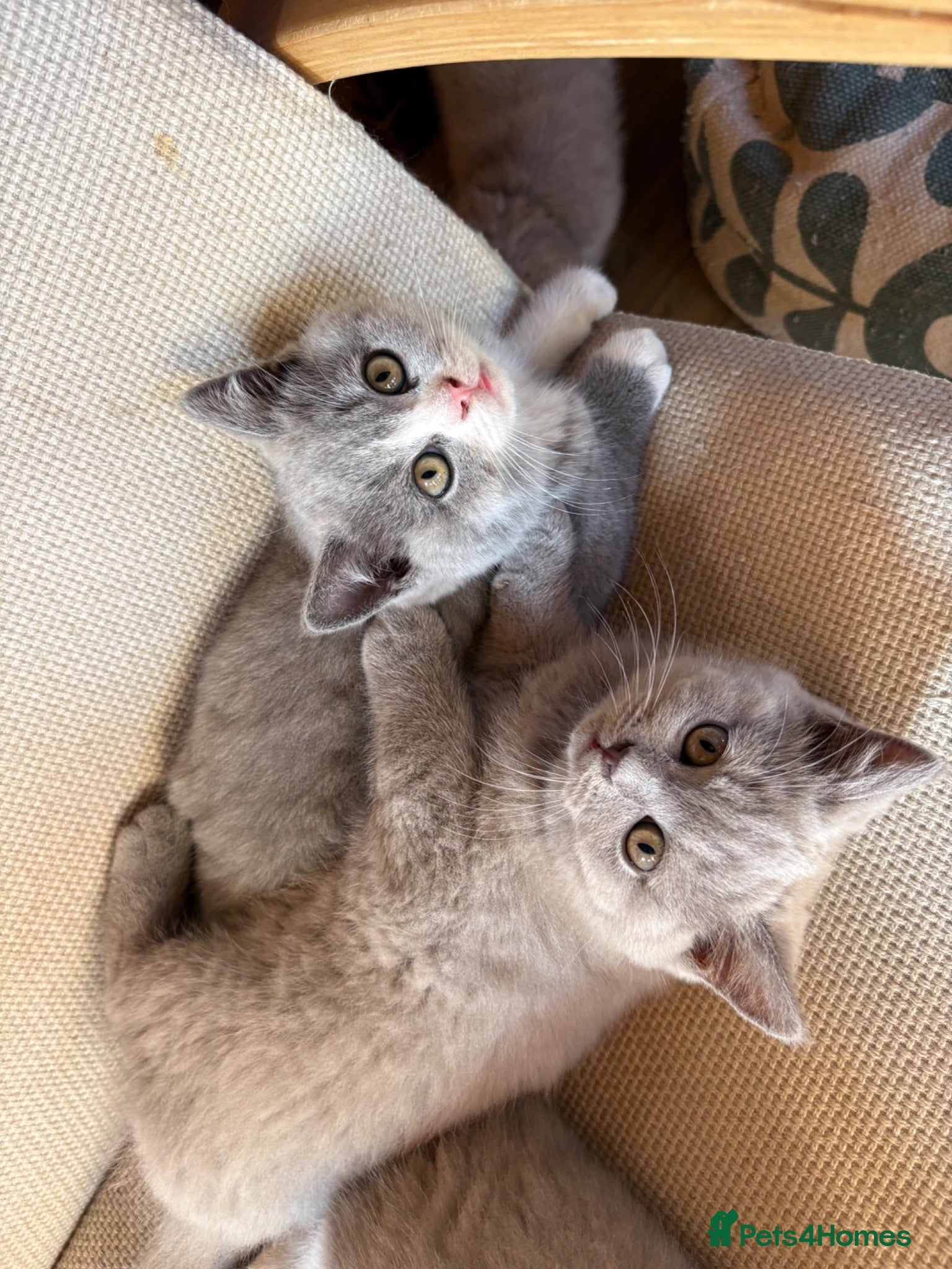Scottish Fold cats Kittens – Don't Miss Out  - Advert 2