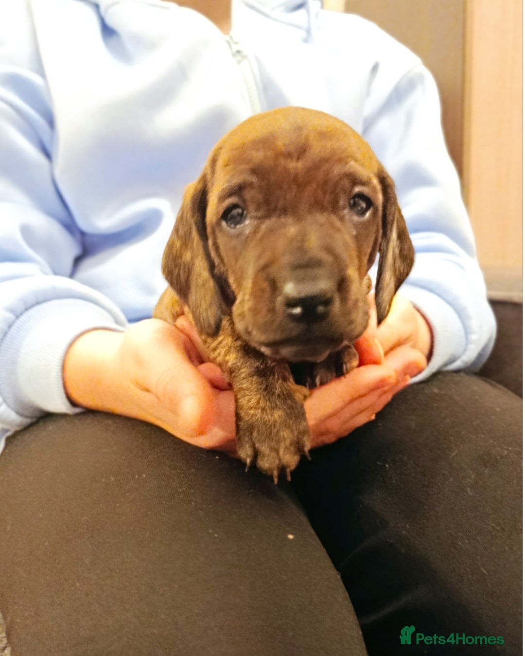 Dachshund dogs for sale: Champions Line/Show Quality Standard Dachshund - Advert 23