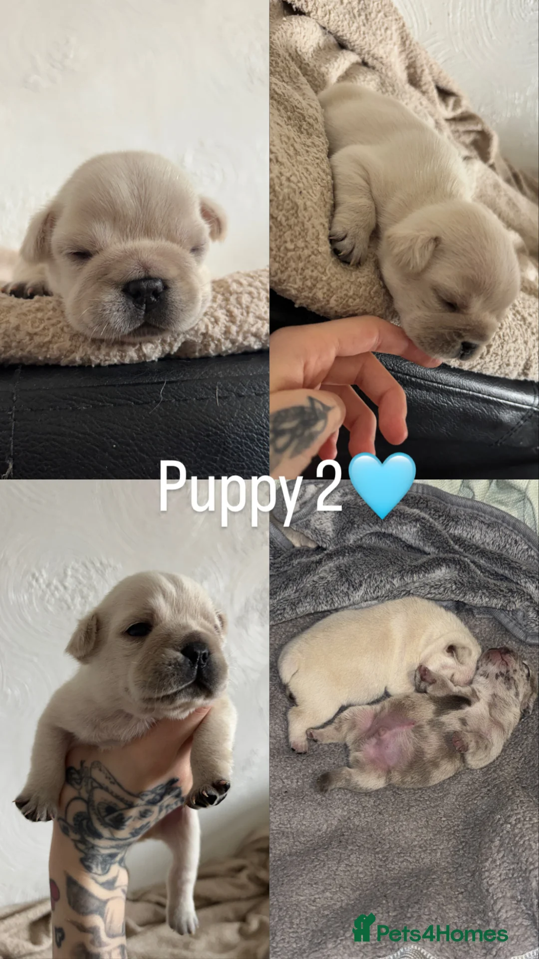 French Bulldog dogs for sale: REDUCED! READY NOW❤️french bulldog pups - Advert 2