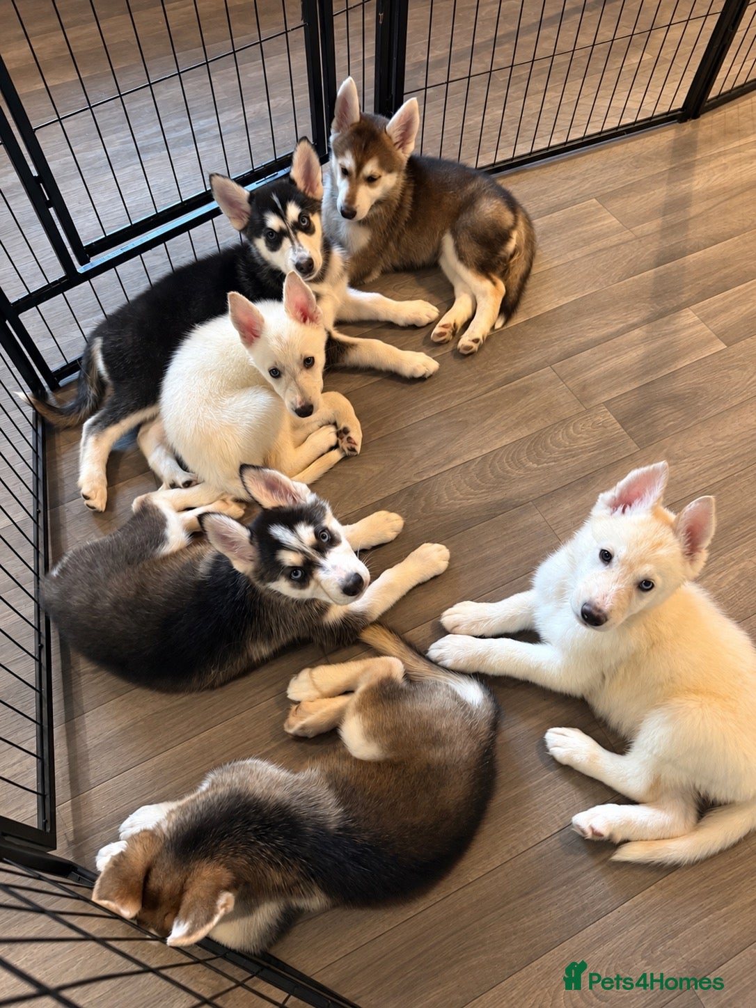 Mixed Breed dogs Husky Hybrid Puppies (Utonagans)  - Advert 1