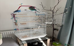 Budgerigars birds for sale: 2 Budgies for re homing - Image 7