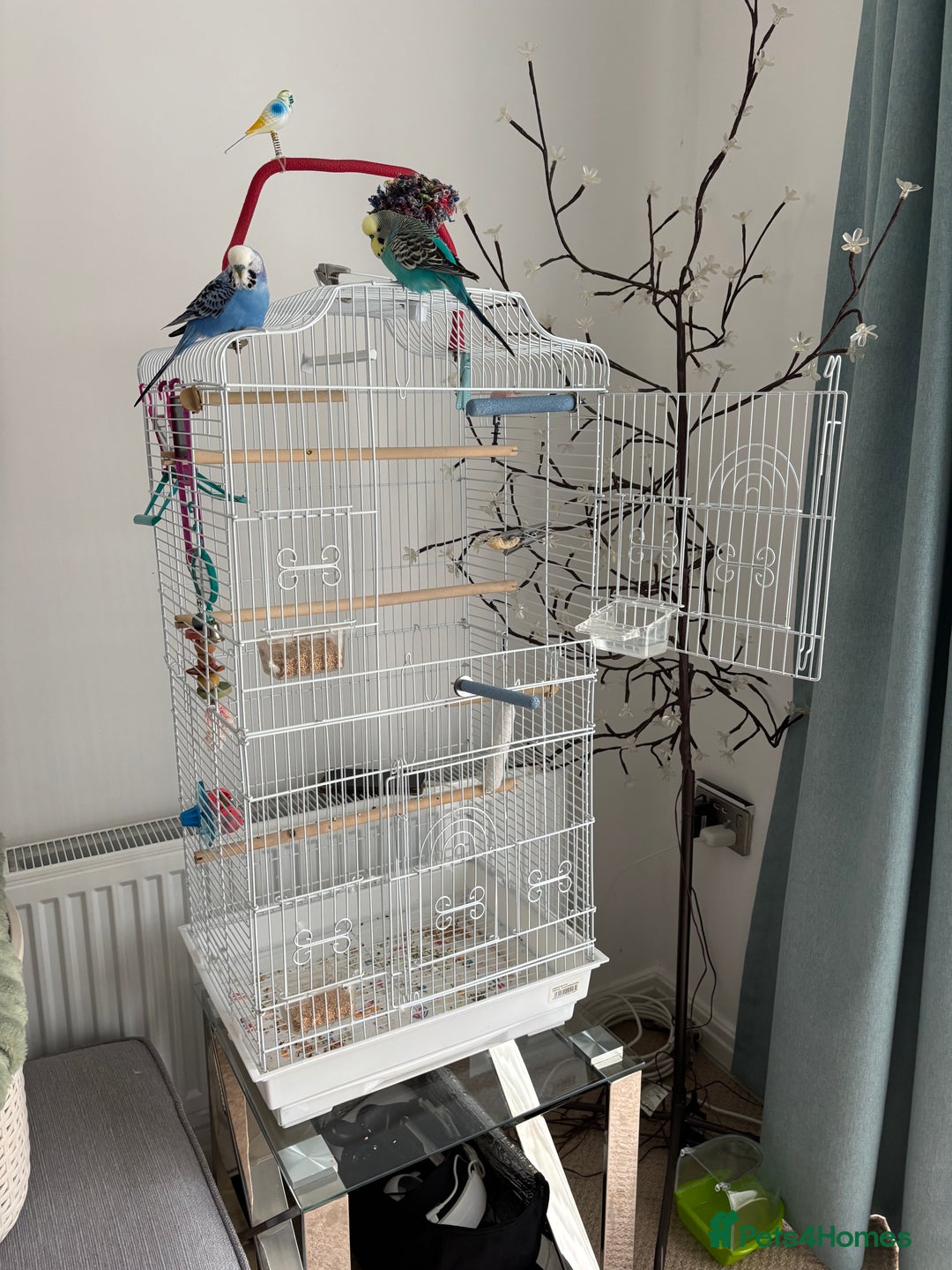 Budgerigars birds for sale: 2 Budgies for re homing - Image 7