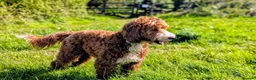 Goldendoodle dogs for stud: Tuxedo Australian Double Doodle - Advert 7