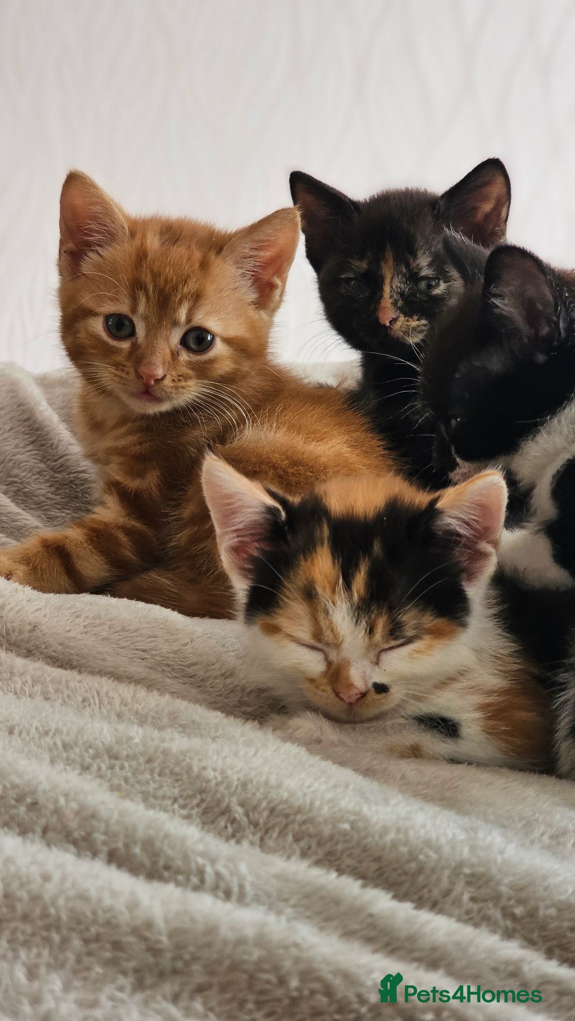 Mixed Breed cats Ginger , Calico & Tortoiseshell kittens - Advert 3
