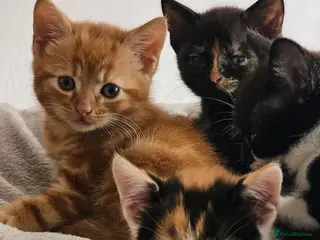 Mixed Breed cats Ginger , Calico & Tortoiseshell kittens - Advert 3