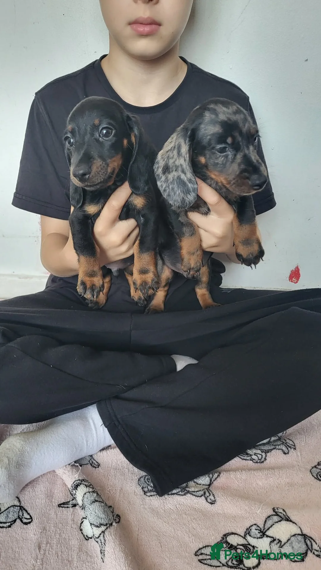 Dachshund dogs for sale: Delila Seres  in Barnsley - Advert 8