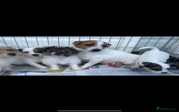 Jack Russell dogs for sale: Jack Russell puppies  - Image 2