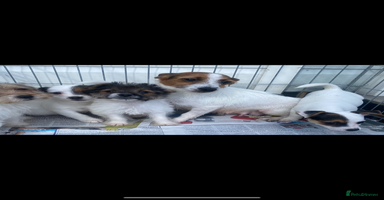Jack Russell dogs - Advert 1