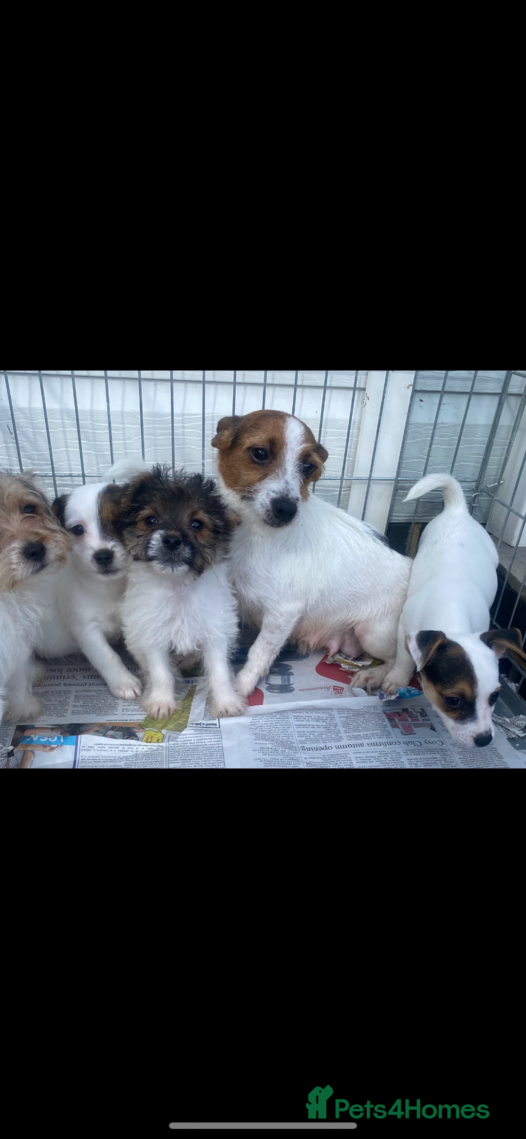 Jack Russell dogs for sale: Jack Russell puppies  - Image 2