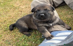 German Shepherd dogs for sale: Vonlisand M-litter - Image 7
