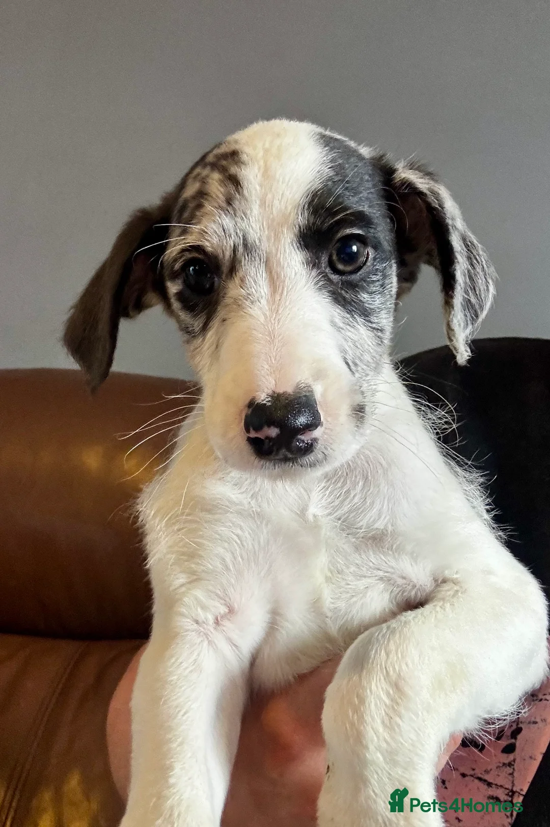 Mixed Breed dogs for sale: Whippet x Poodle READY NOW - Advert 28
