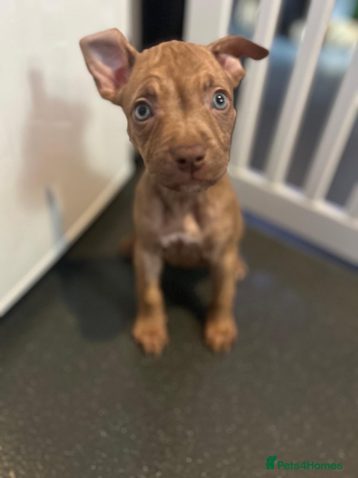 Staffordshire Bull Terrier dogs Staffy puppies - Advert 6