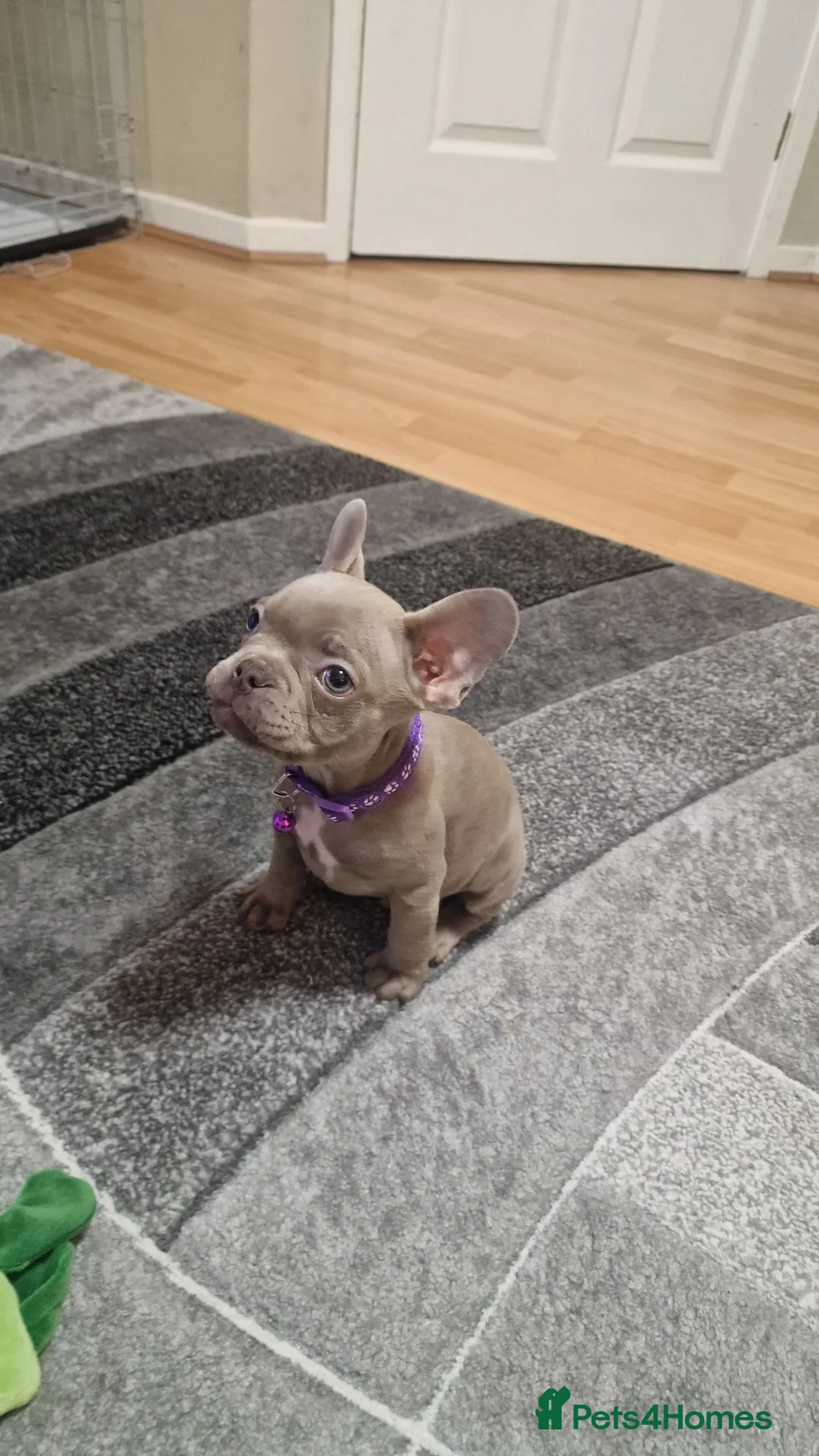 French Bulldog dogs for sale: 6 month old frenchie isabella blue  - Advert 8