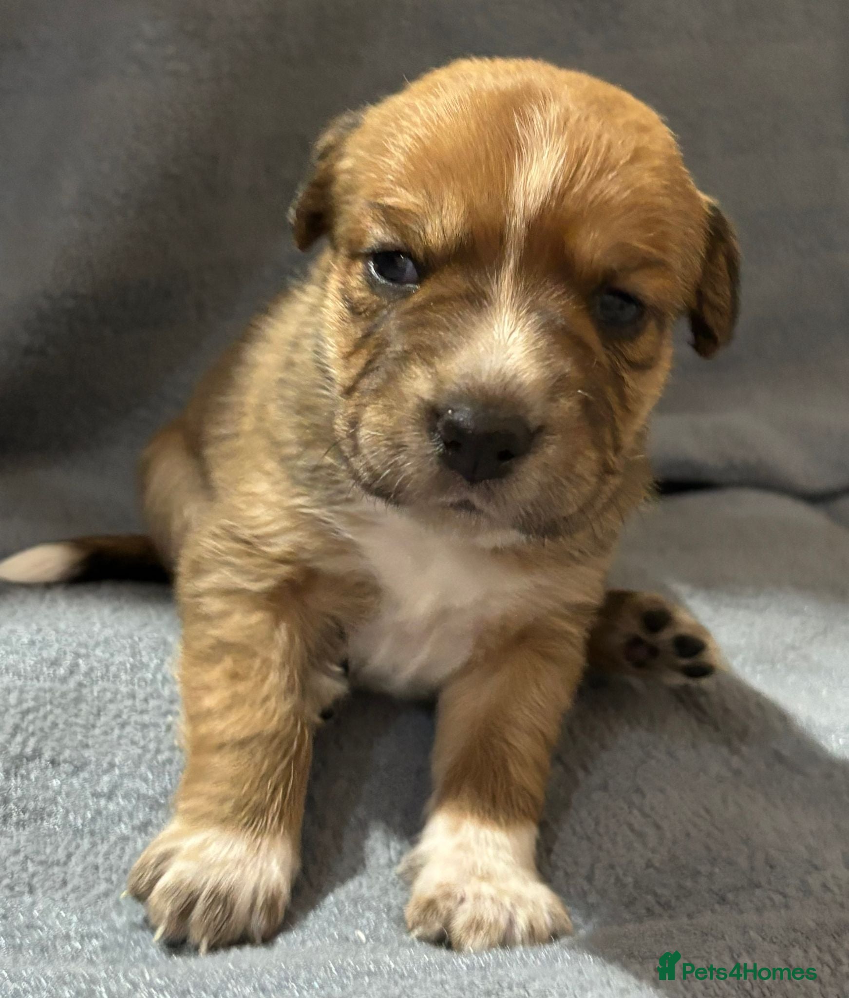 Mixed Breed dogs 🐾 Beautiful Mixed Breed Puppies ⭐ - Advert 1