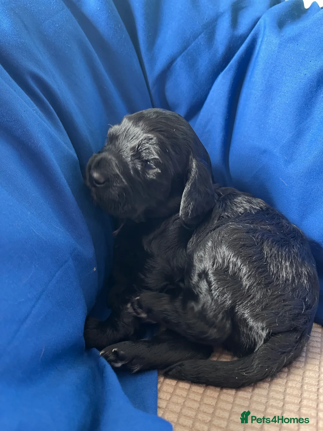 Cockapoo dogs for stud: 🌟 PROVEN STUD 🌟  - Advert 2