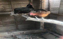 Chickens poultry for sale: Maran / silkie / Brahma / ISA brown  - Image 4