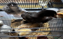 Chickens poultry for sale: Chicks,growers,point of lay all sizes in Uckfield - Image 9