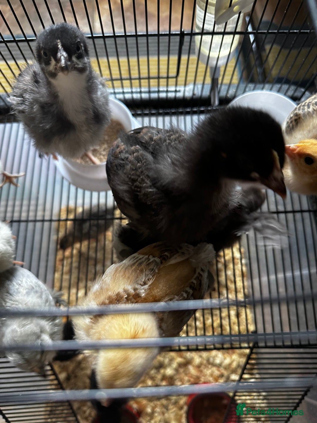 Chickens poultry for sale: Chicks,growers,point of lay all sizes in Uckfield - Image 9