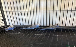 Budgerigars birds for sale: Adult budgies in Whitstable - Image 2
