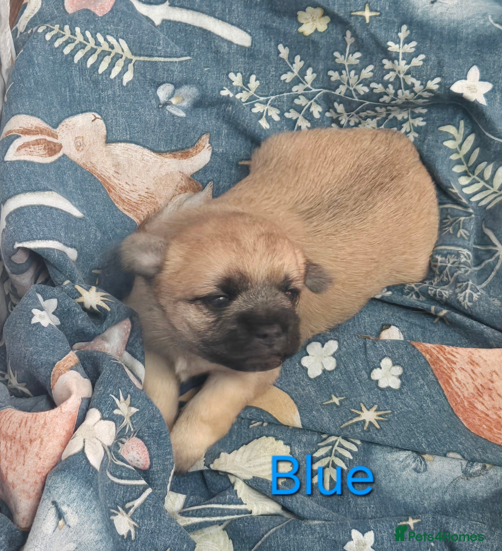 Mixed Breed dogs Maltese x Terrier - Advert 12