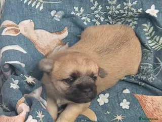 Mixed Breed dogs Maltese x Terrier - Advert 12