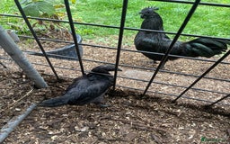 Chickens poultry for sale: Ayam Cemani Male Cockerel 6 month old  - Image 2