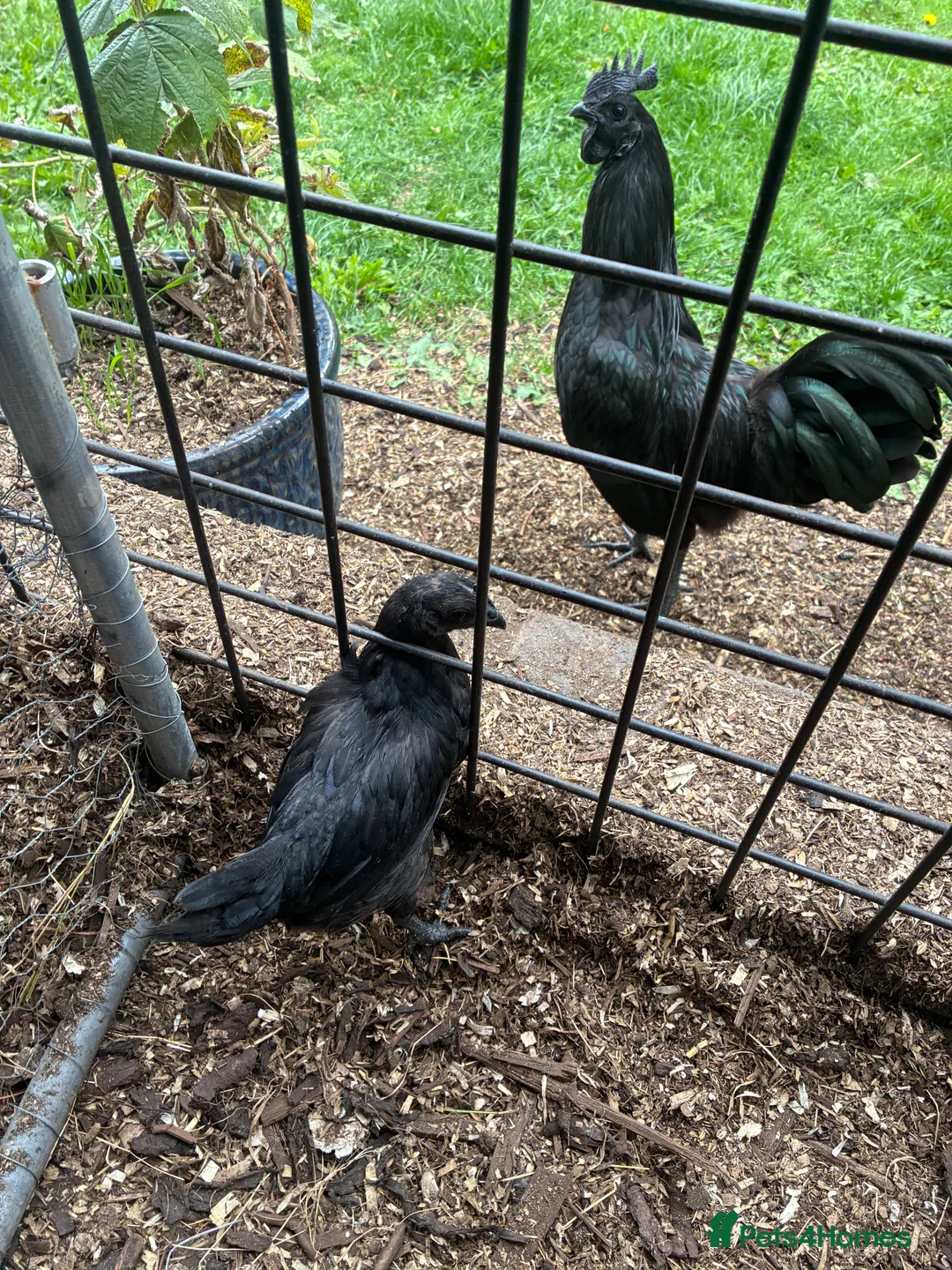 Chickens poultry for sale: Ayam Cemani Male Cockerel 9 month old  - Advert 2