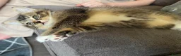 Mixed Breed cats for sale: Mixed breed kittens  - Advert 3