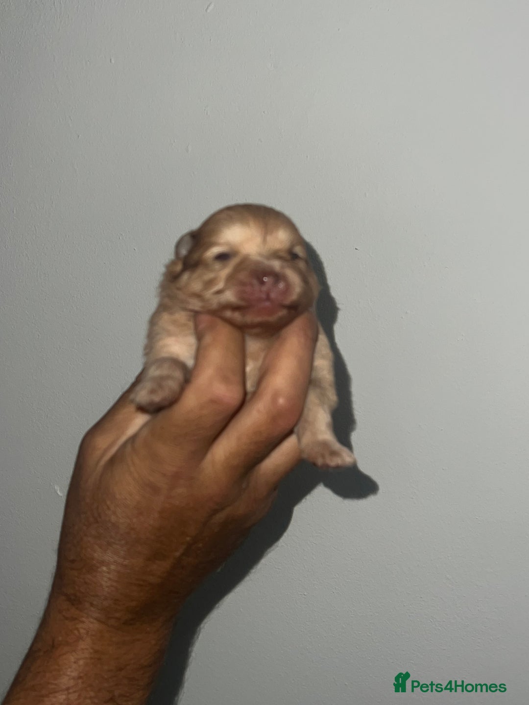 Pomeranian dogs for sale: Pomeranian puppy’s  - Image 9