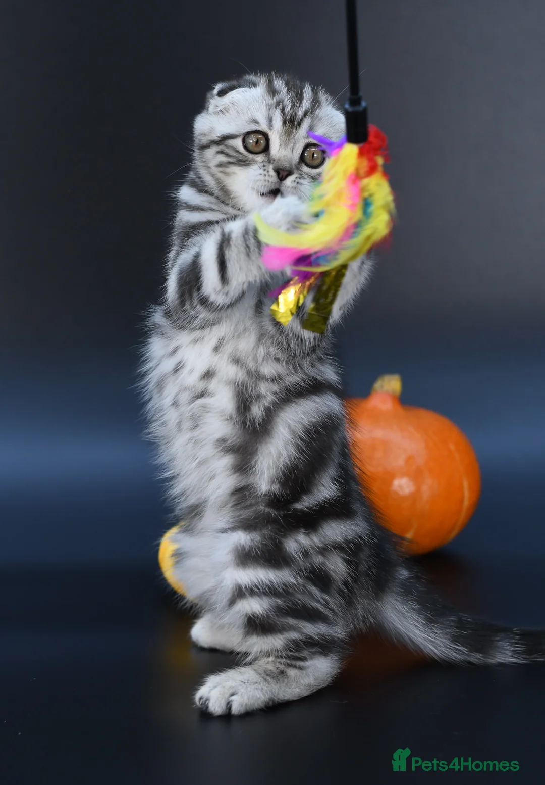 Scottish Fold cats for sale: LICENSED CATTERY, PURE BREED TOP QUALITY KITTENS - Advert 14