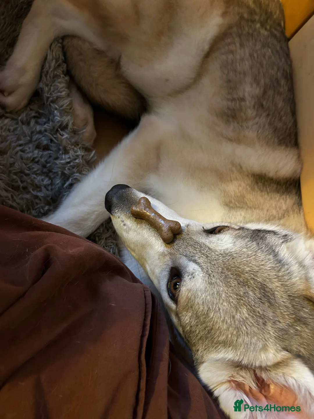 Mixed Breed dogs for sale: Northern Inuit Cross Breed - Advert 6