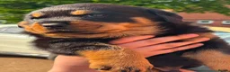 Rottweiler dogs for sale: 3 big chunky Rottweiler pups - Advert 11