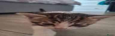 Domestic Shorthair 1