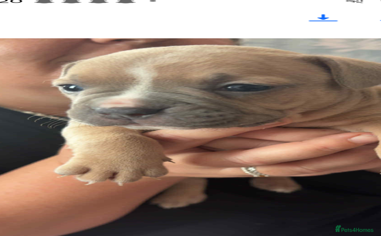 Mixed Breed dogs - Advert 1