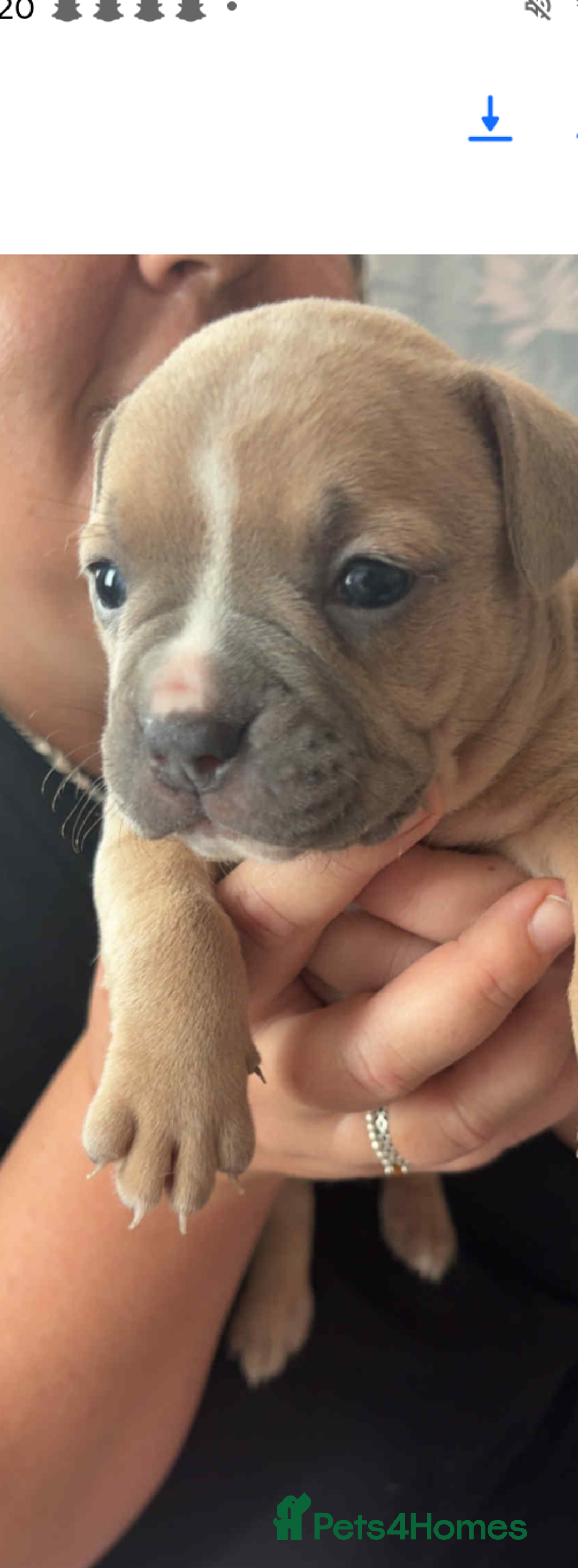 Mixed Breed dogs for sale: Little grey blue eye french bully dog /saffy - Image 1