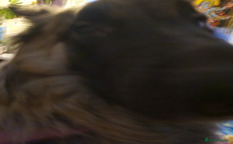 Belgian Shepherd Dog dogs Belgian Tervuren (Alsatian) 15 months old. - Advert 1