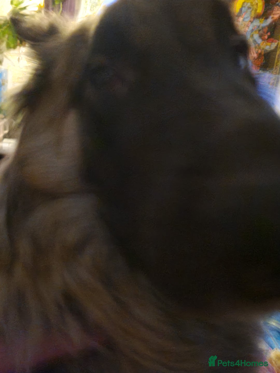 Belgian Shepherd Dog dogs for sale: Belgian Tervuren (Alsatian) 15 months old. - Advert 1