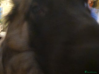 Belgian Shepherd Dog dogs Belgian Tervuren (Alsatian) 15 months old. - Advert 3