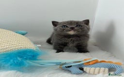 British Shorthair cats for sale: GCCF registered blue tortoise female kitten - Image 7